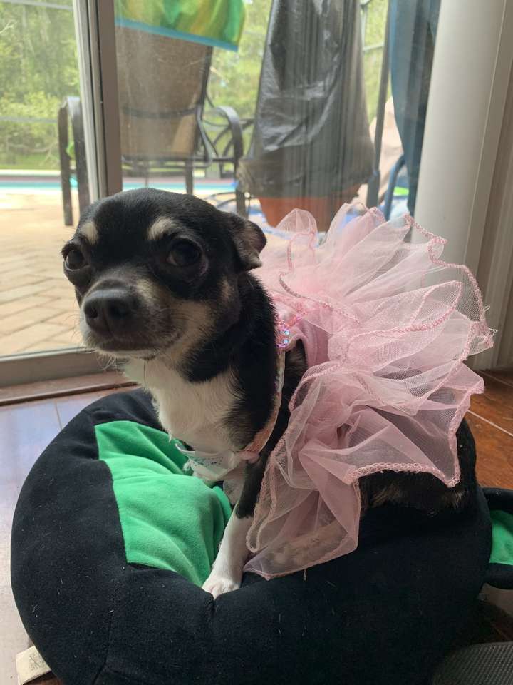 Dog into tutu puzzle online from photo