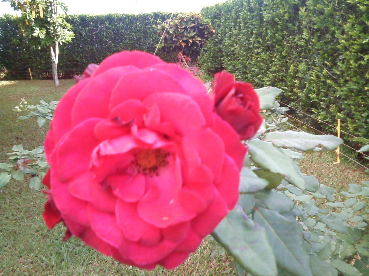 Frumoasa floare Franca puzzle online din fotografie