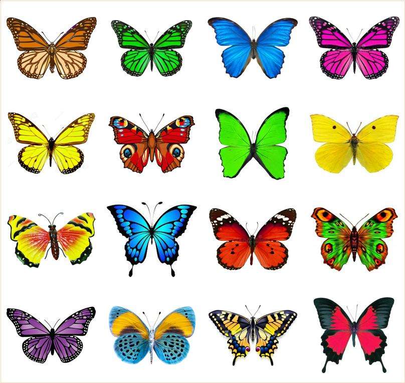 Colorful butterflies puzzle online from photo