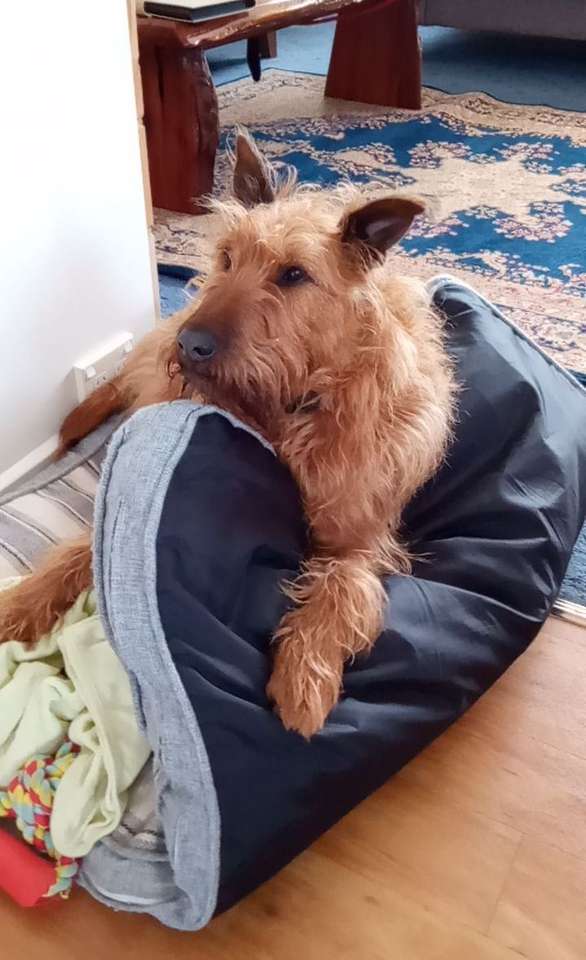 Maxi the Irish Terrier puzzle online from photo