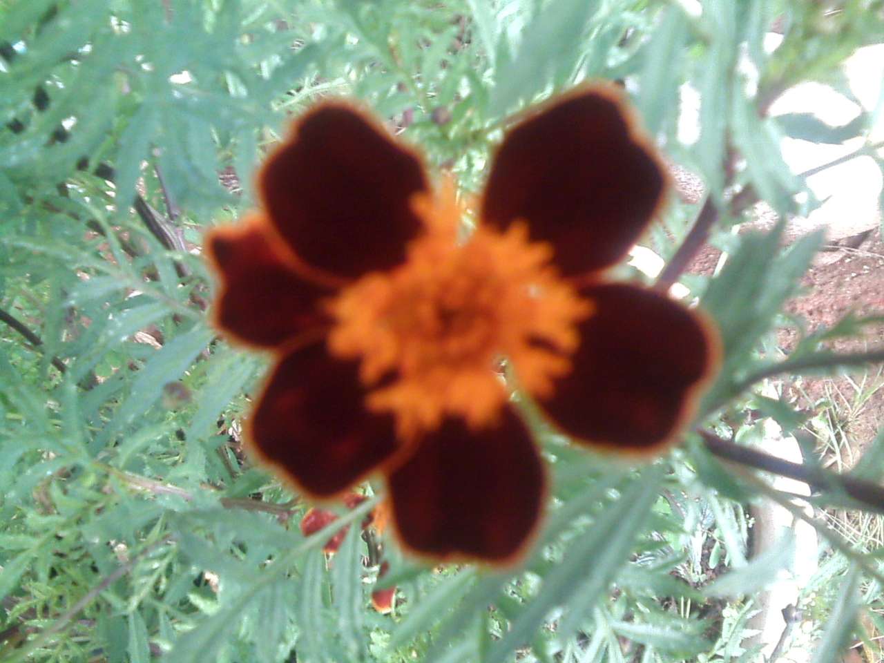 Vacker blomma pussel online från foto