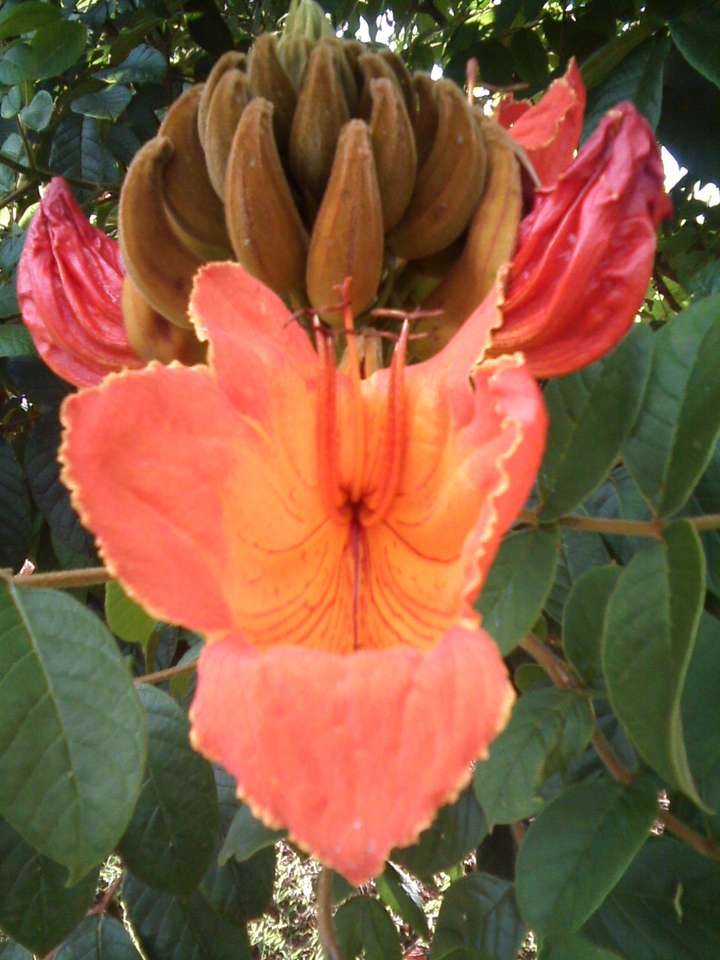 ζωντανό πορτοκαλί λουλούδι παζλ online από φωτογραφία