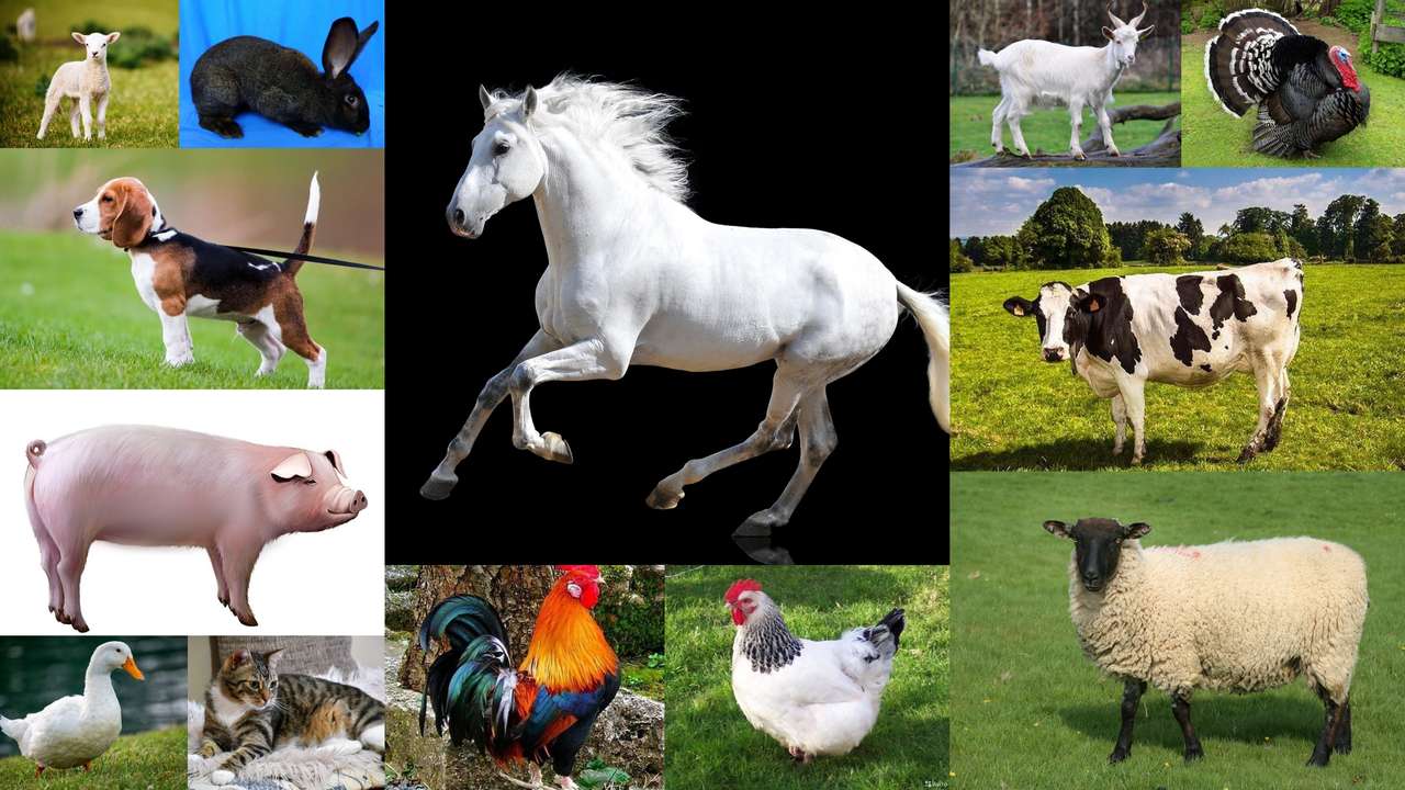 Animales puzzle online a partir de foto