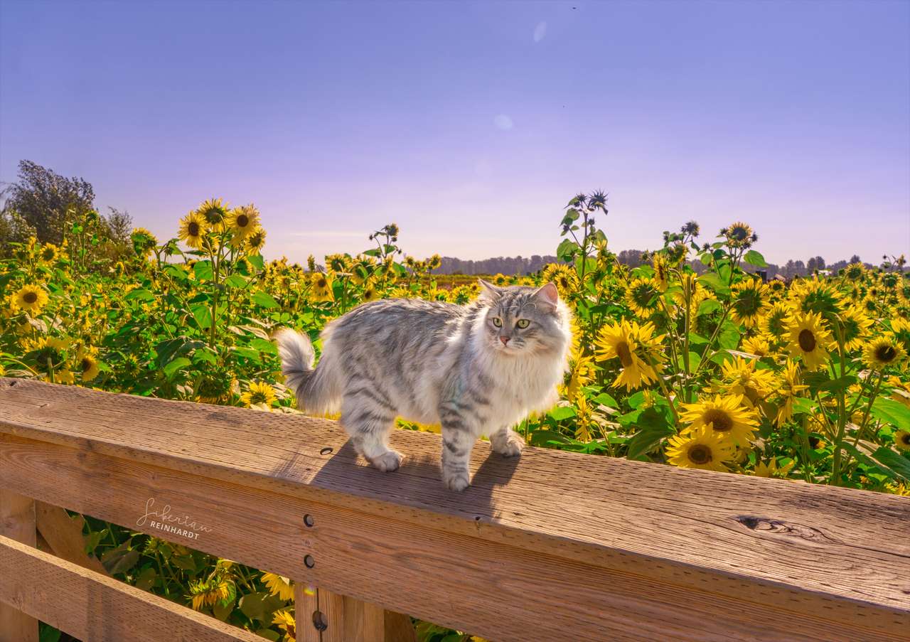 Кот на подсолнечном поле онлайн-пазл