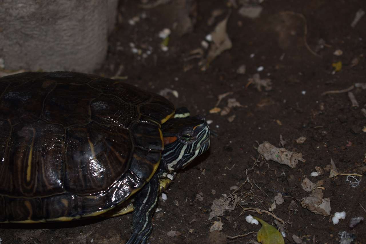 Polsköldpadda Pussel online