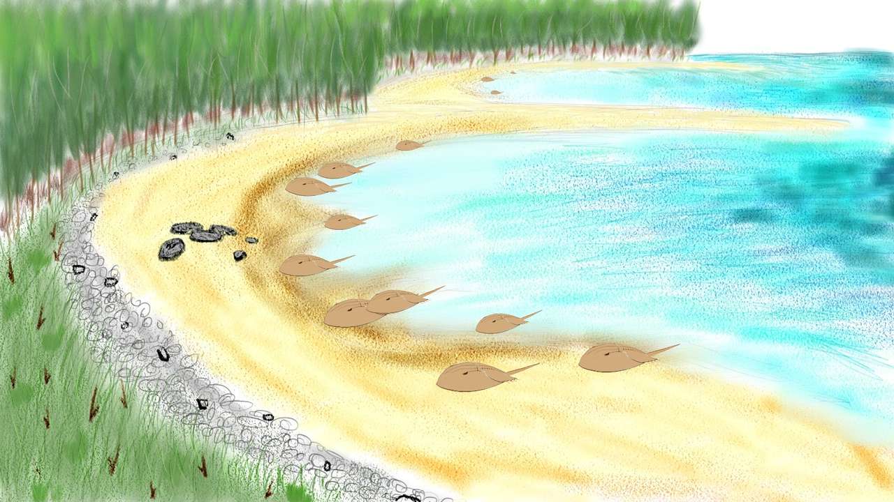 Krabi podkovy (písečná pláž) online puzzle