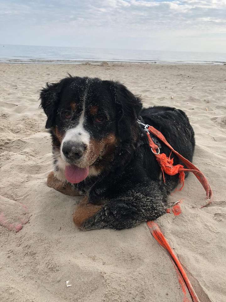 Σκύλος στην παραλία παζλ online από φωτογραφία