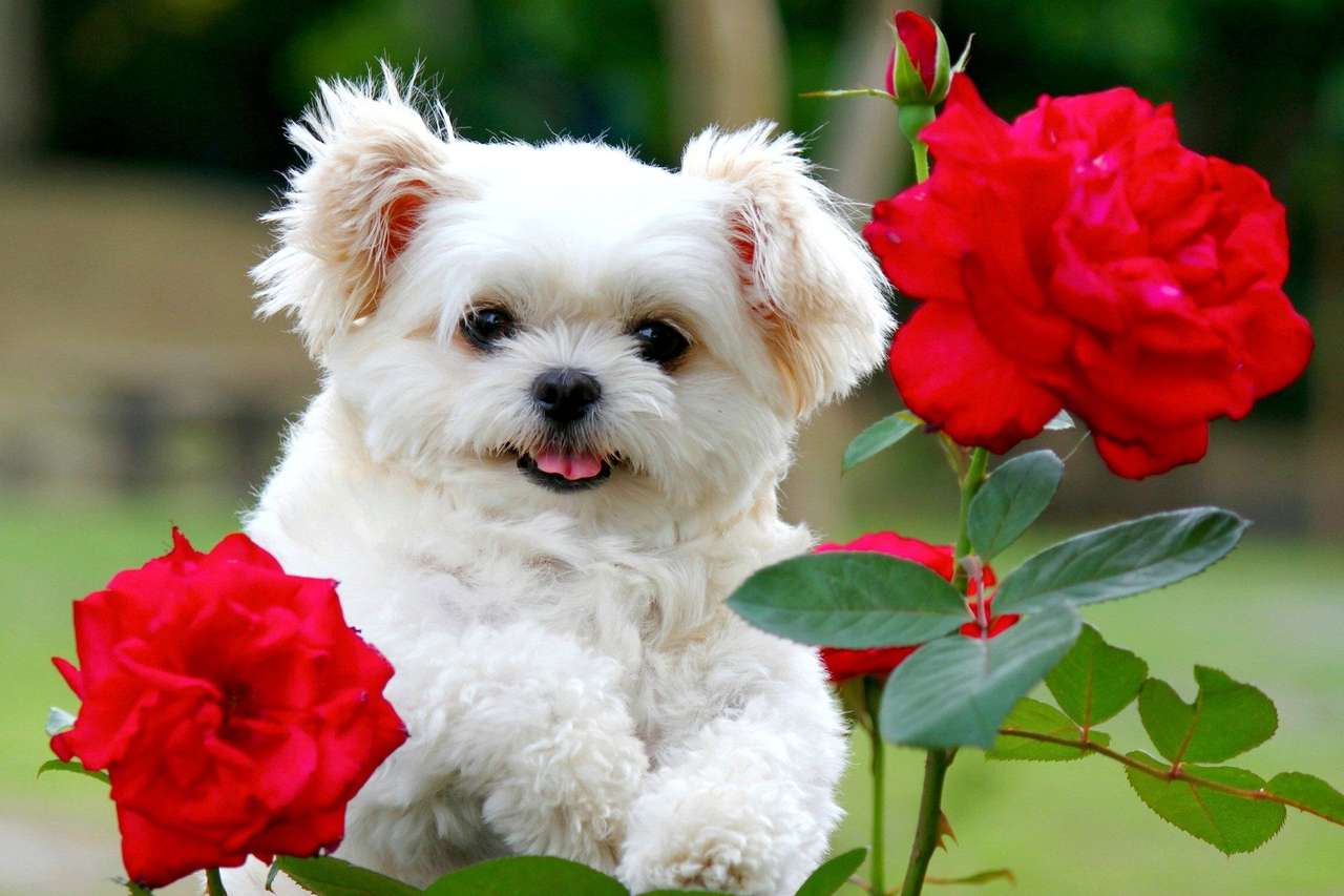 puppy in flowers online puzzle