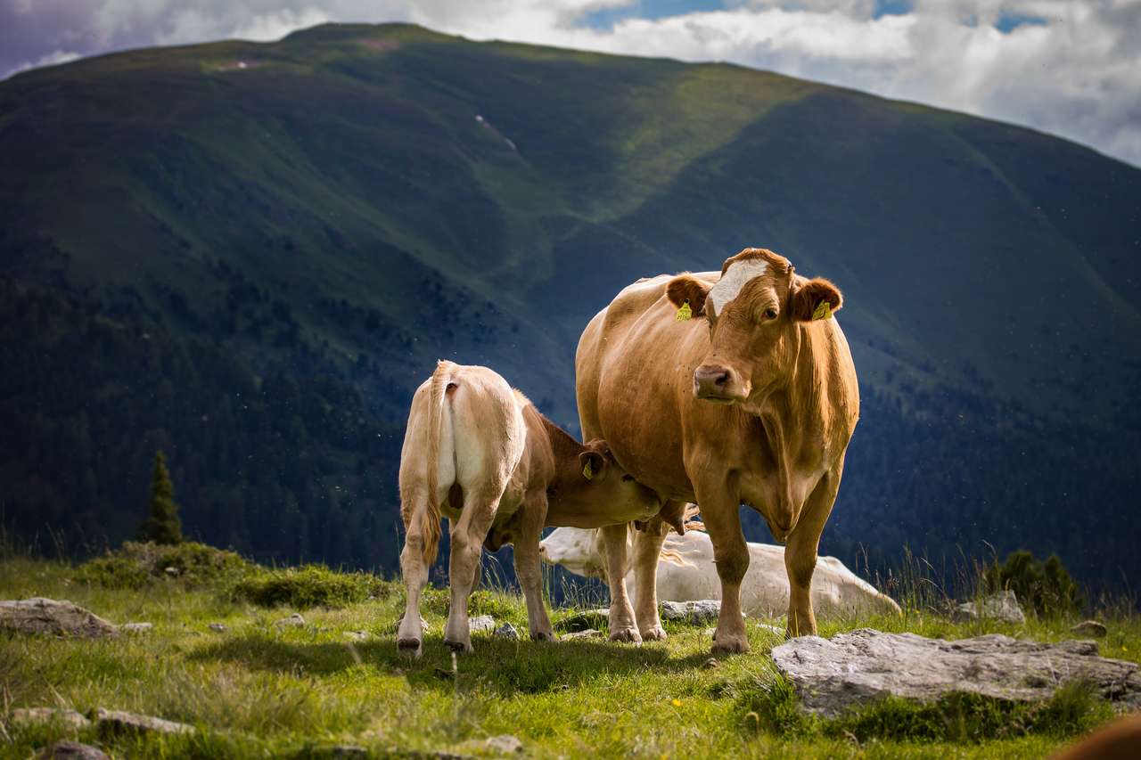 Крава и теле онлайн пъзел