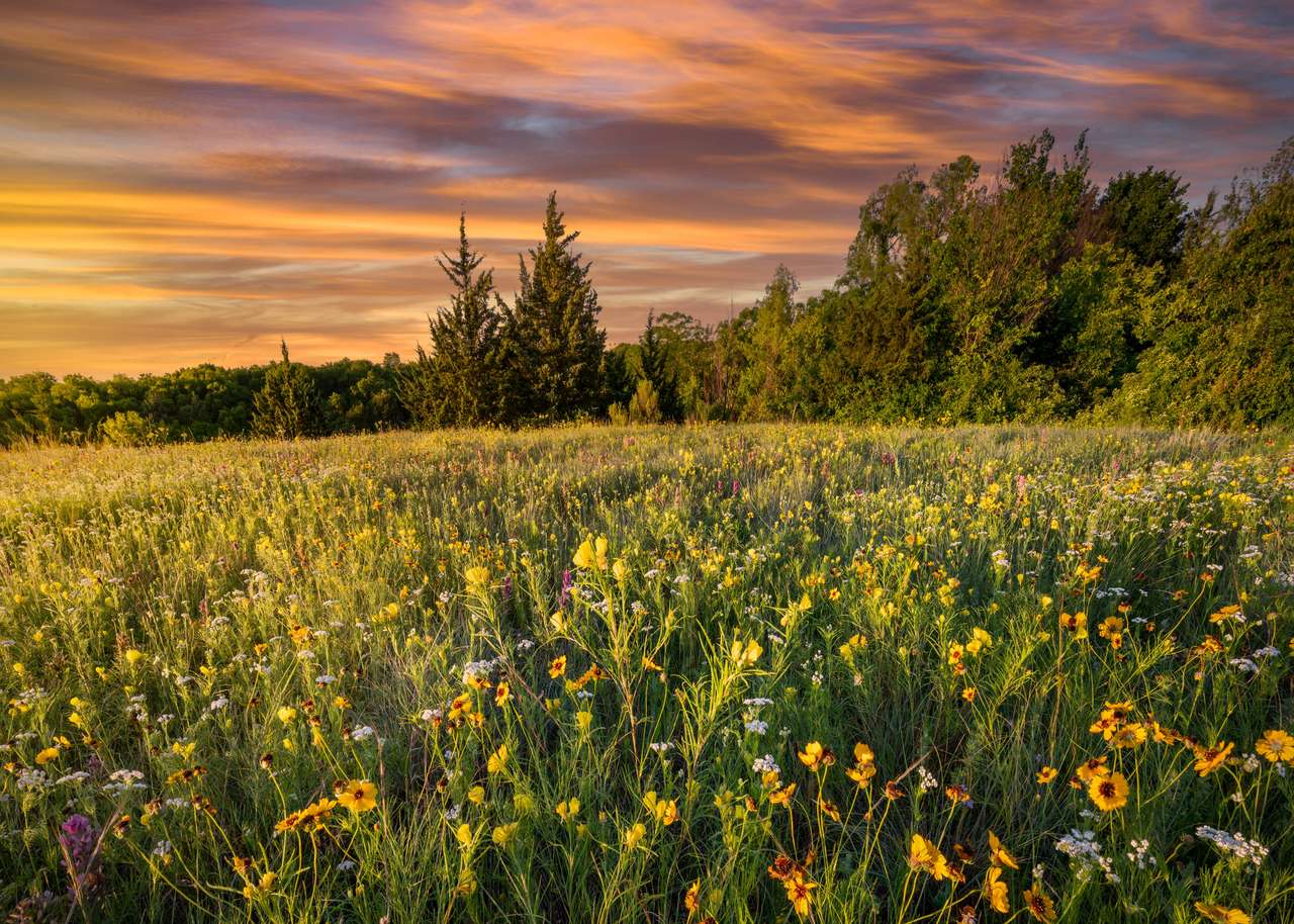 Flores silvestres coloridas na primavera ao amanhecer na zona rural do Texas puzzle online a partir de fotografia
