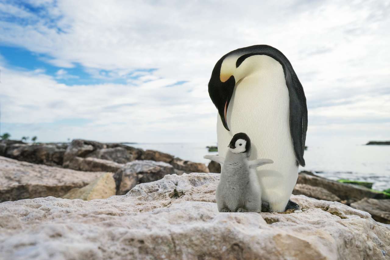 πιγκουίνος ανανά παζλ online από φωτογραφία