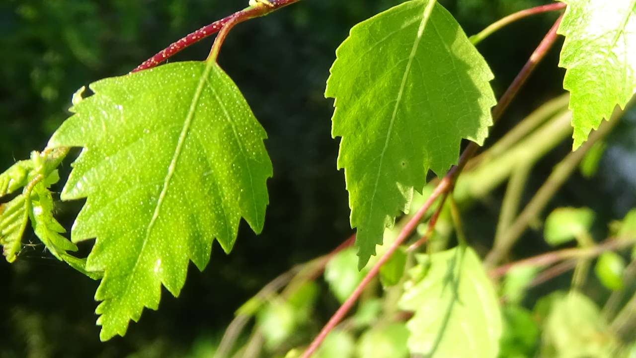 Листья на солнце онлайн-пазл