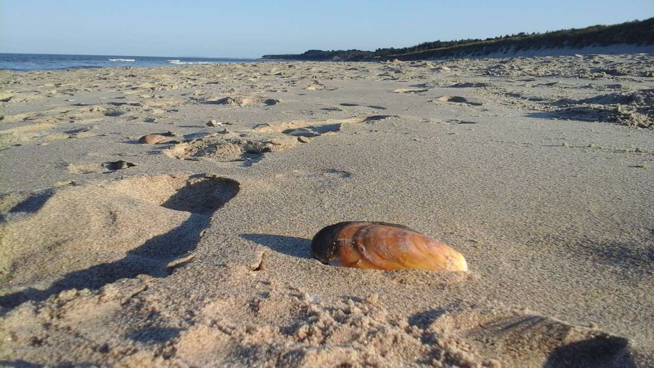 Seashell on beach puzzle online from photo