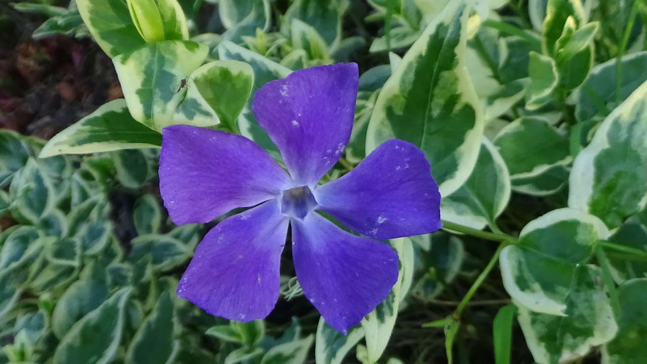 Πορφυρό λουλούδι Periwinkle παζλ online από φωτογραφία