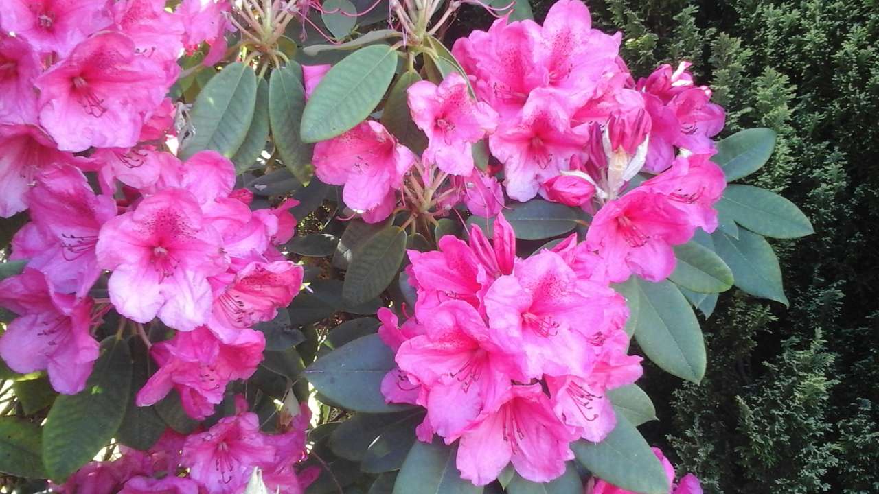 Rododendro puzzle online a partir de fotografia