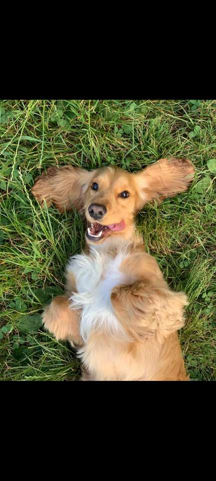 cachorro sorridente puzzle online a partir de fotografia