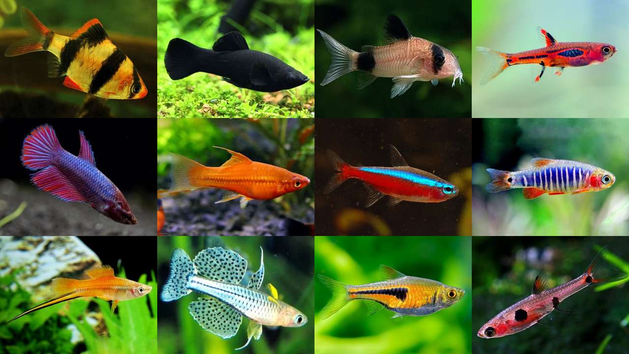 Peixes de aquário puzzle online