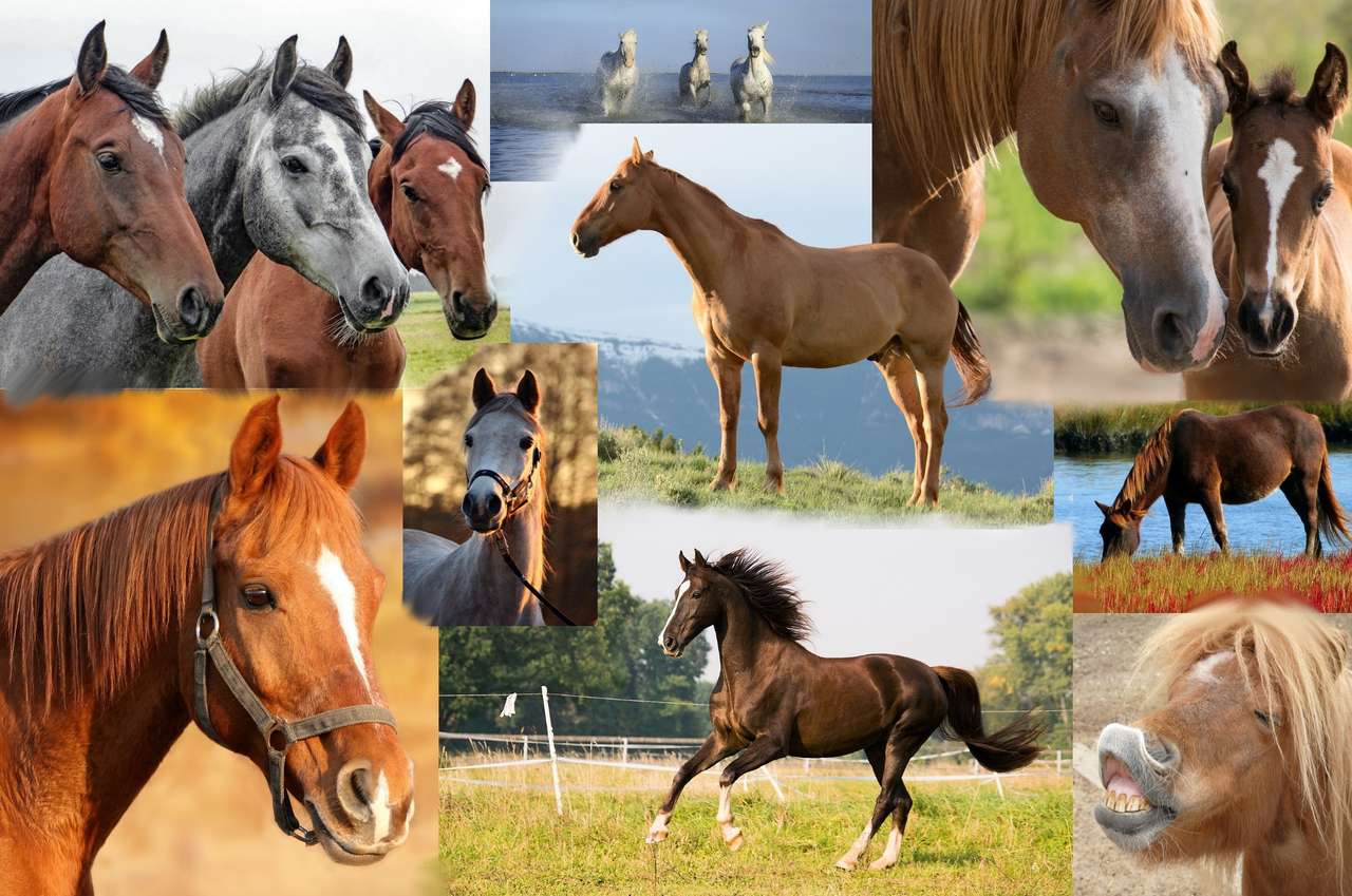 Collage of horses puzzle online from photo