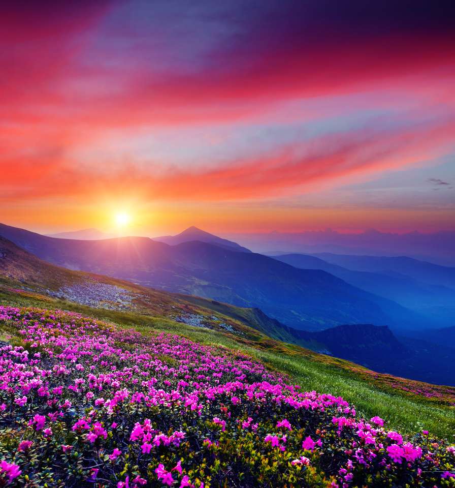 Prachtige paarse bloemen puzzel online van foto