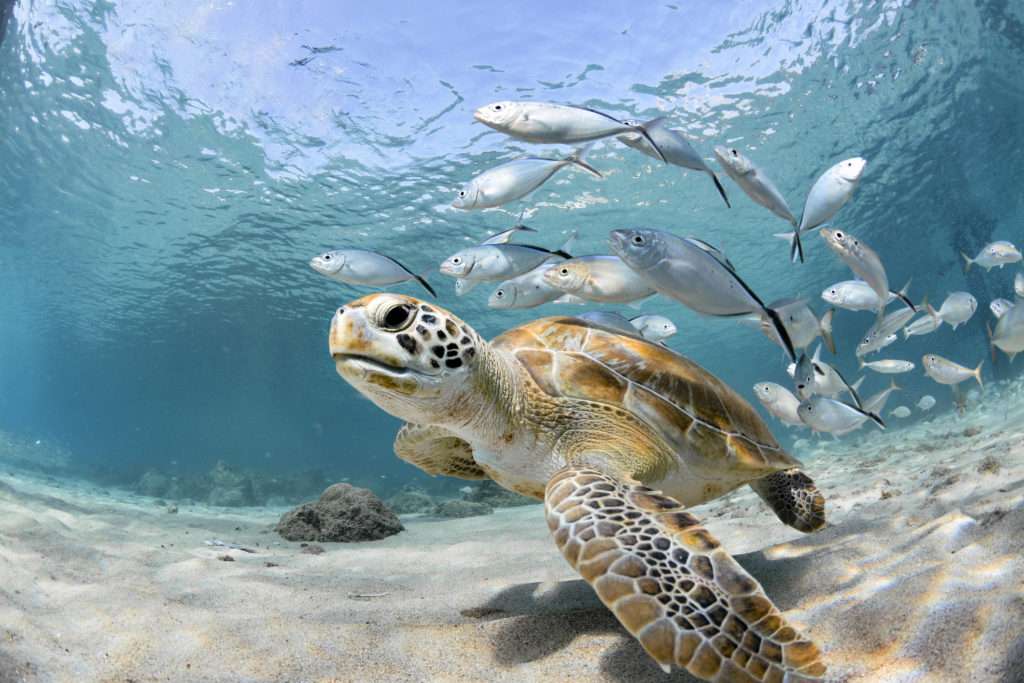 Schildkröte unter dem Meer Online-Puzzle