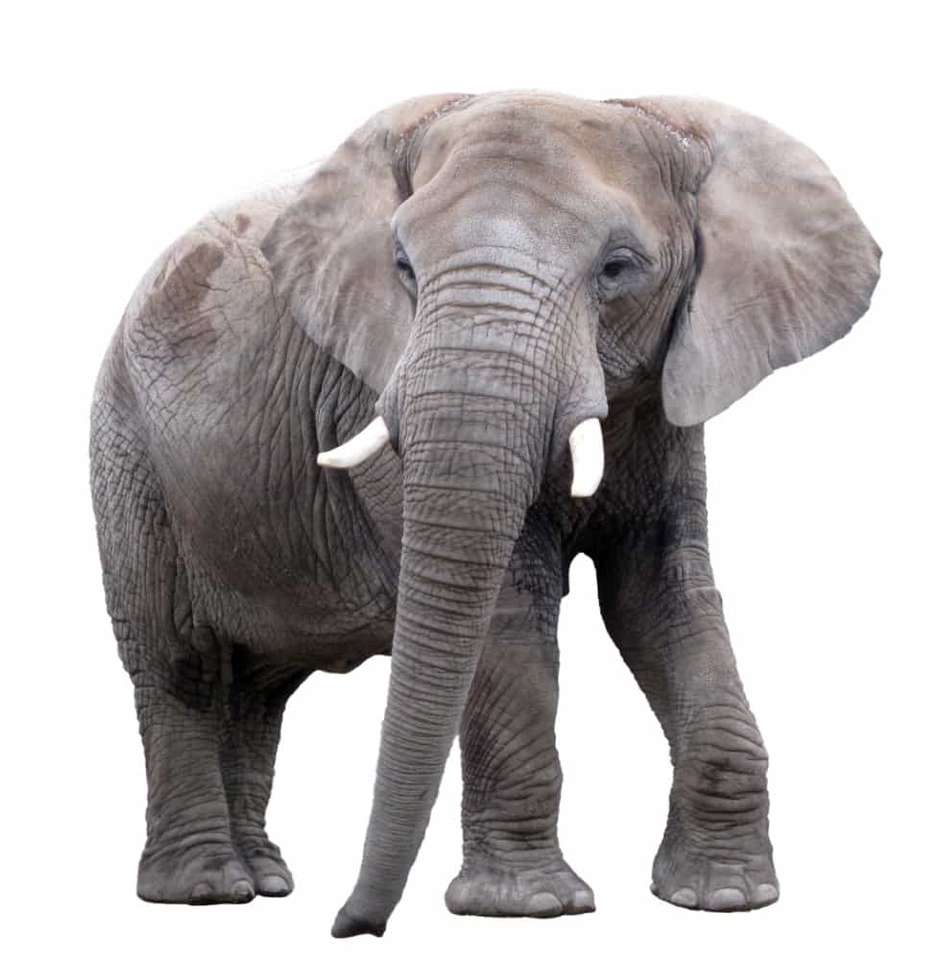 Quebra-cabeça de Elefantes puzzle online