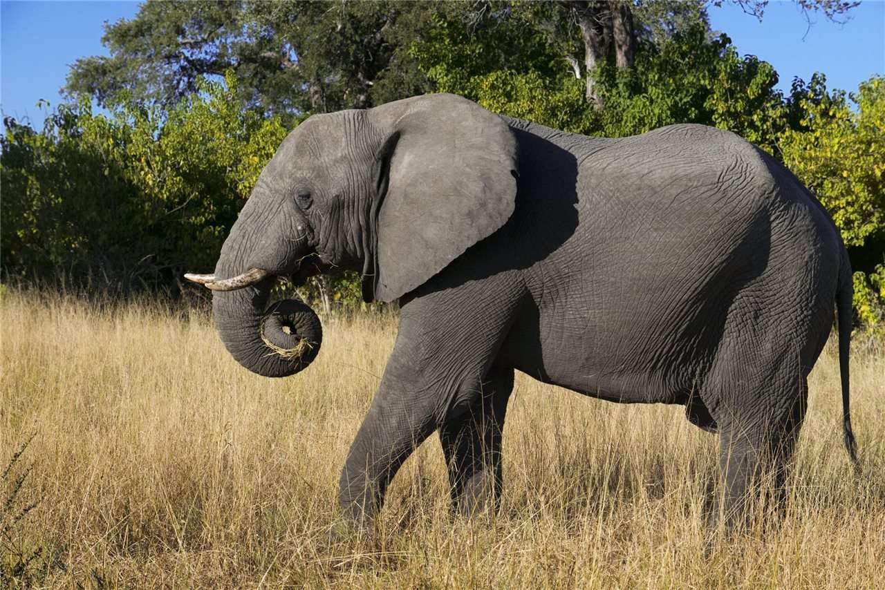 Слон онлайн пъзел от снимка