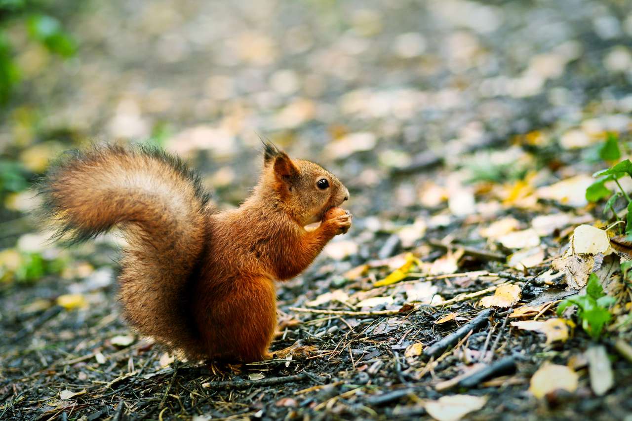 Red squirrel eating a nut puzzle online from photo