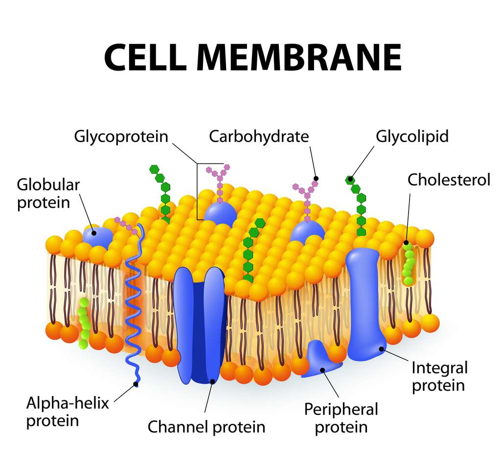 Membrane cellulaire puzzle en ligne à partir d'une photo