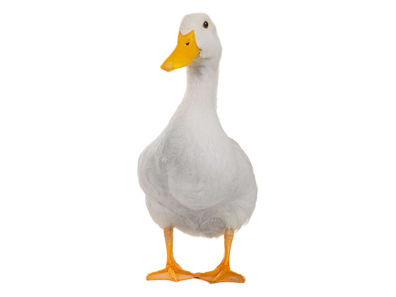 David Duck puzzle online from photo