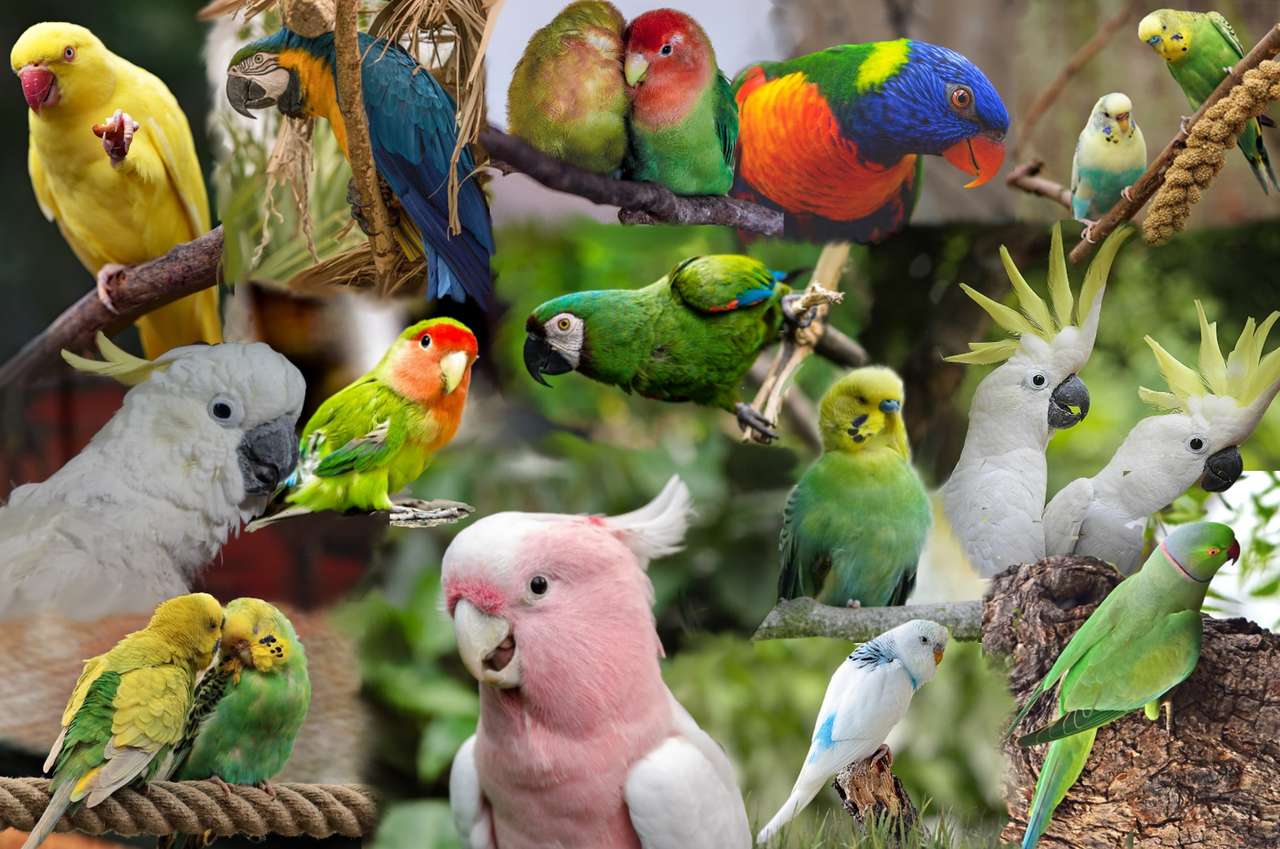 papagaios papagaios puzzle online a partir de fotografia