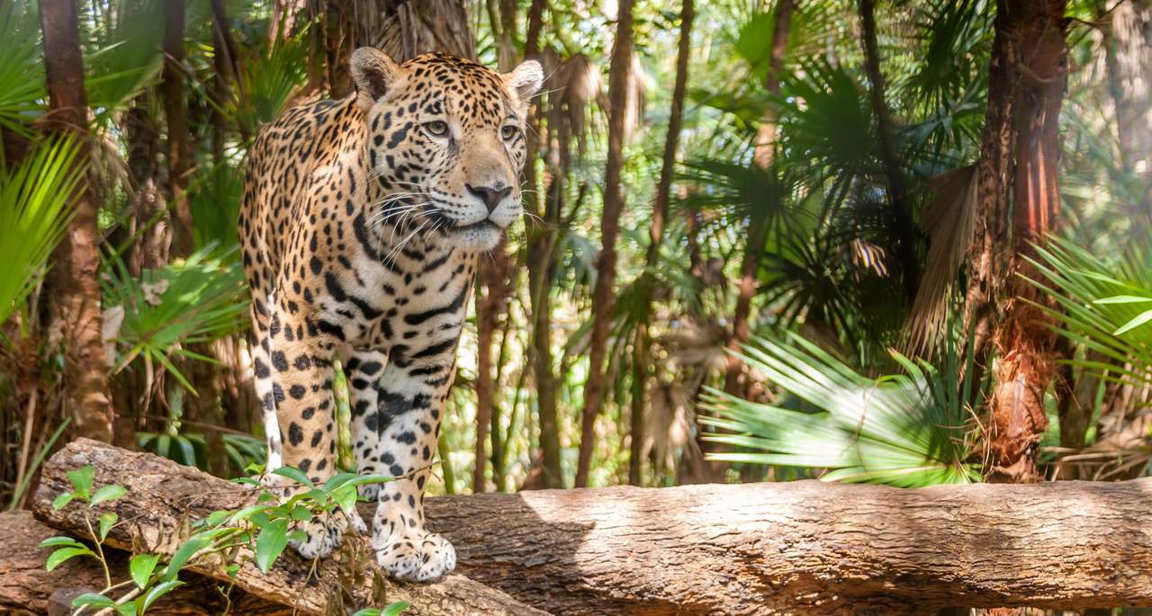 Jaguar marchant puzzle en ligne