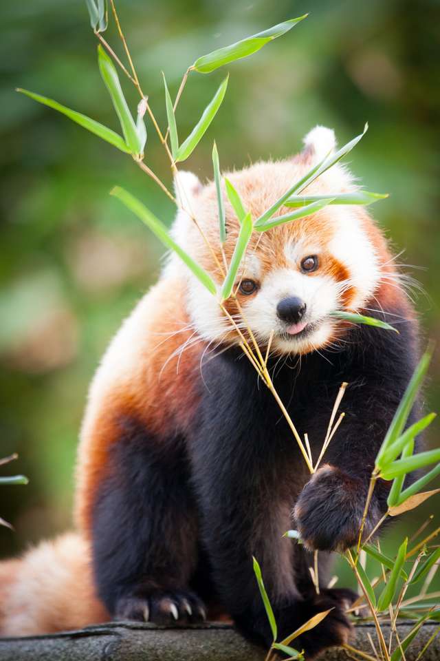 Hermoso panda rojo o panda menor rompecabezas en línea