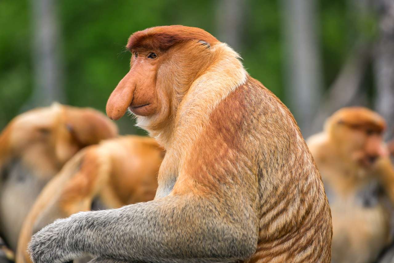 Хоботна маймуна (Nasalis larvatus) онлайн пъзел от снимка