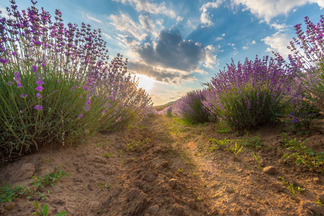 Lavendelfält vid solnedgången Pussel online