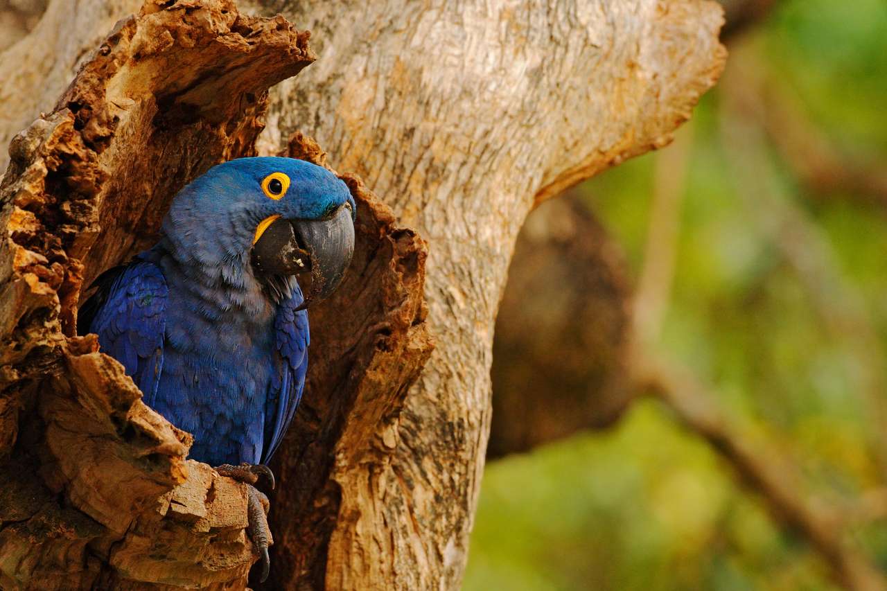 Papagal mare albastru Hyacinth Macaw puzzle online din fotografie