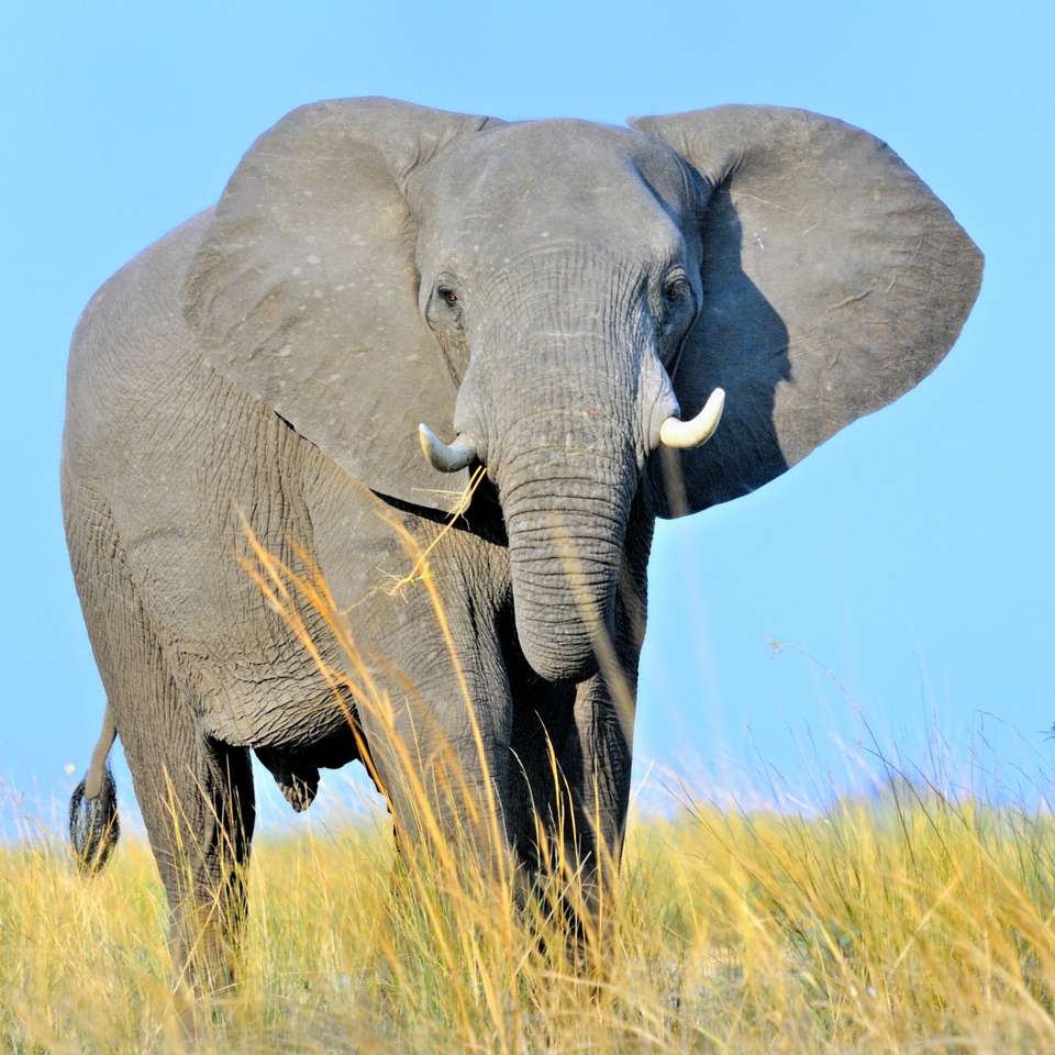 Egy elefánt, akinek vizet kell találnia puzzle online fotóról