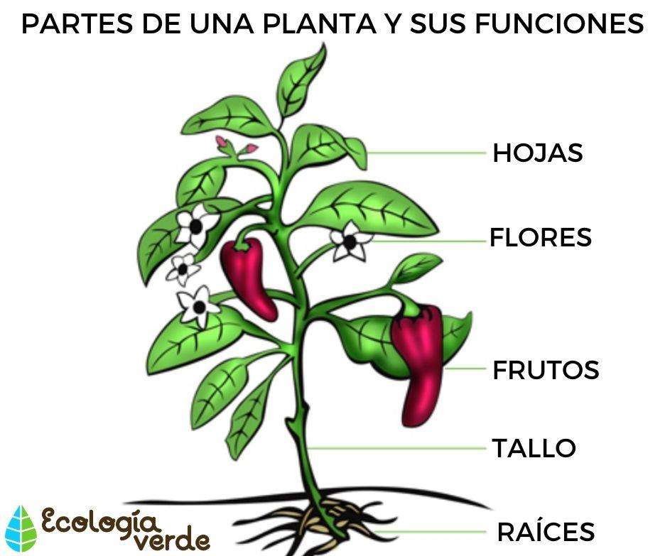 PARTES DE LA PLANTA puzzle online a partir de foto