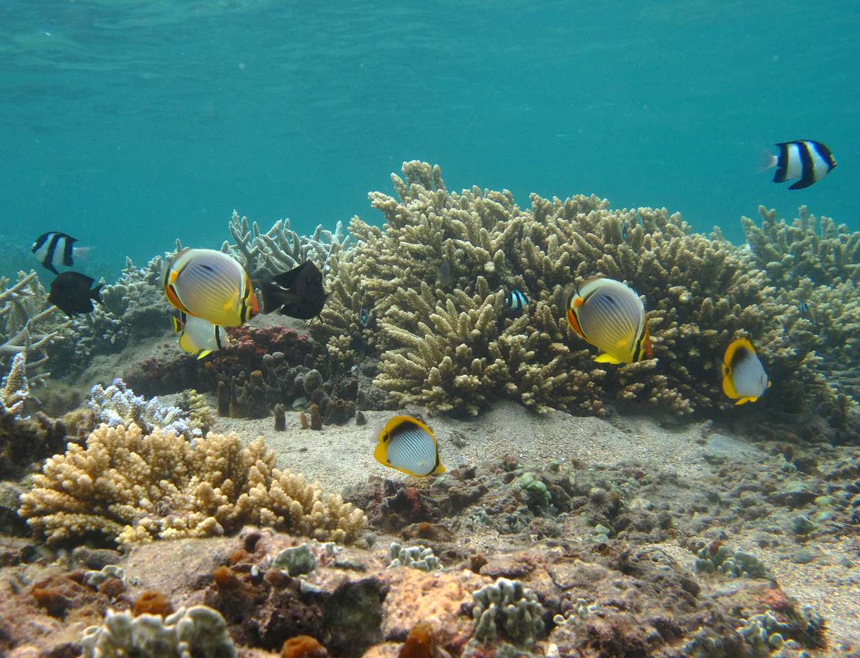 korallmöte pussel online från foto