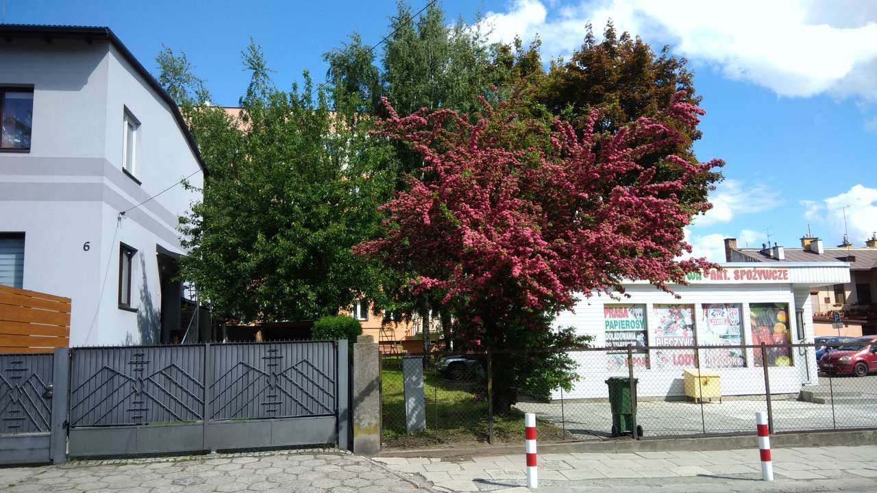 Blommande träd pussel online från foto