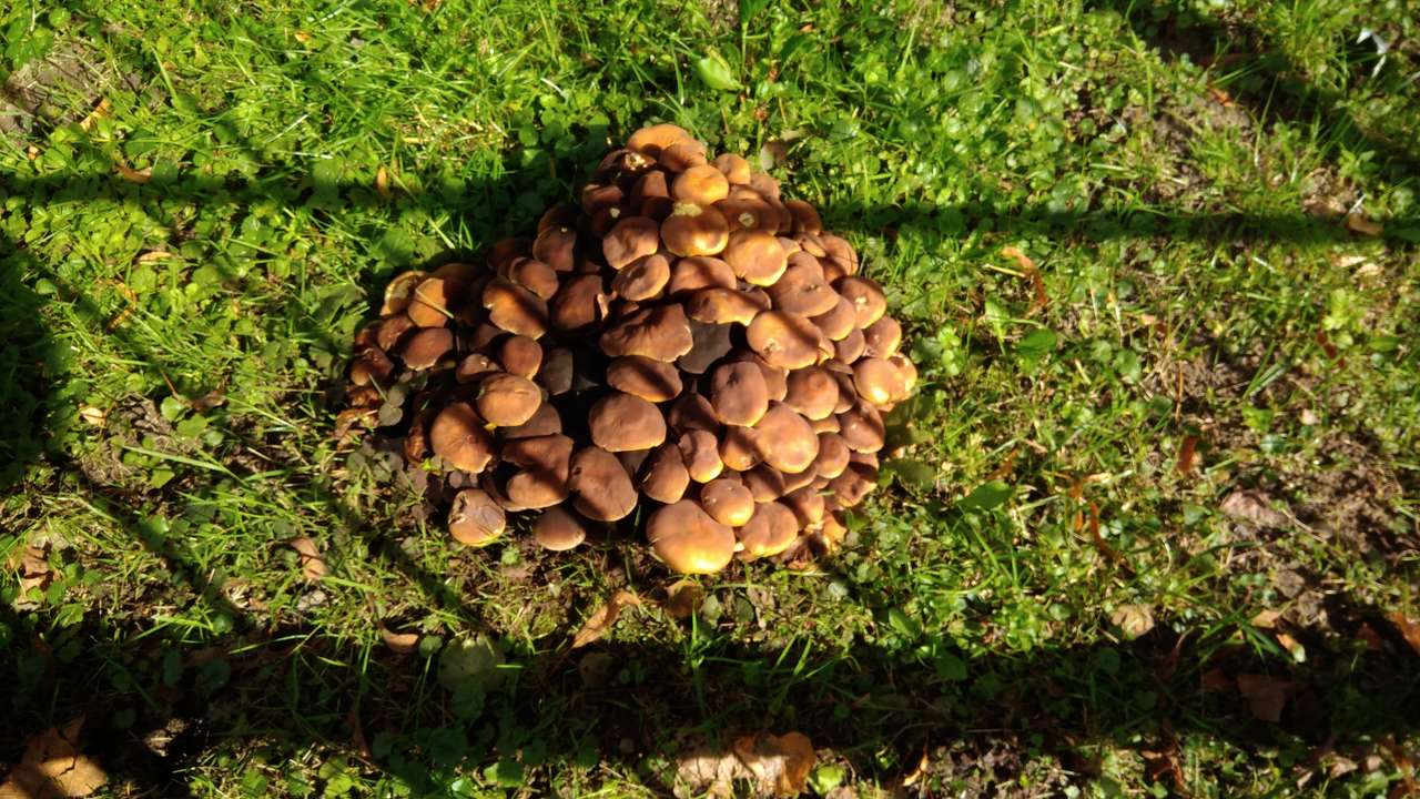 Cogumelos no parque puzzle online