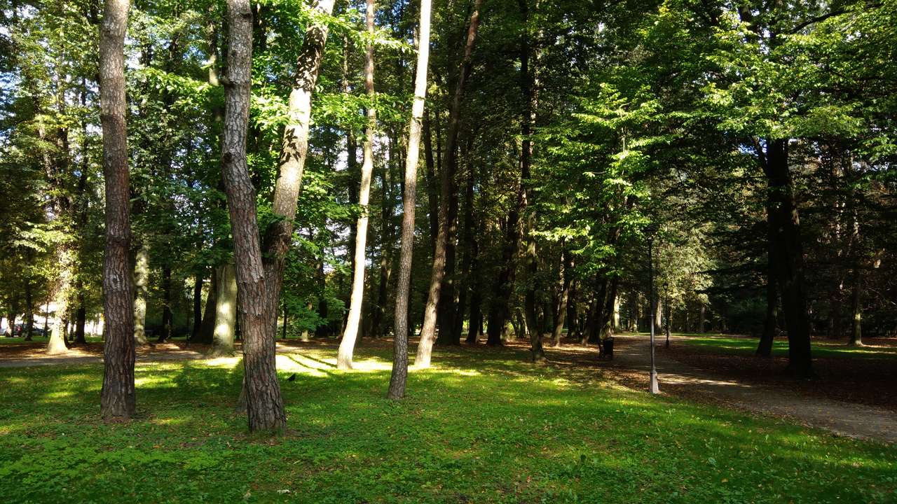Park trees puzzle online from photo