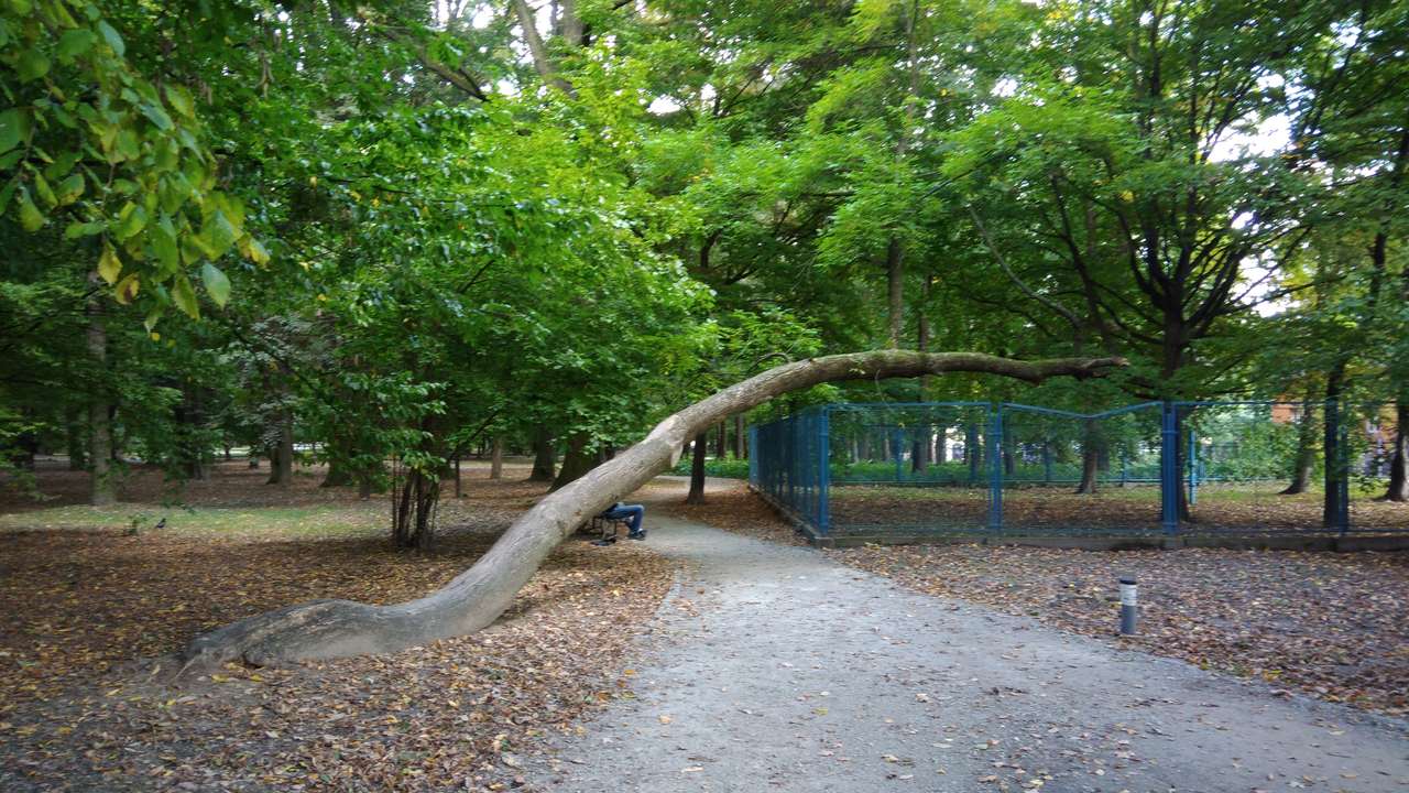 Дерево в парку онлайн пазл