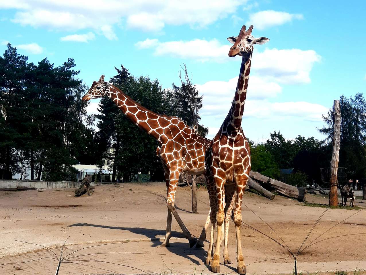 Twee Giraffen puzzel online van foto