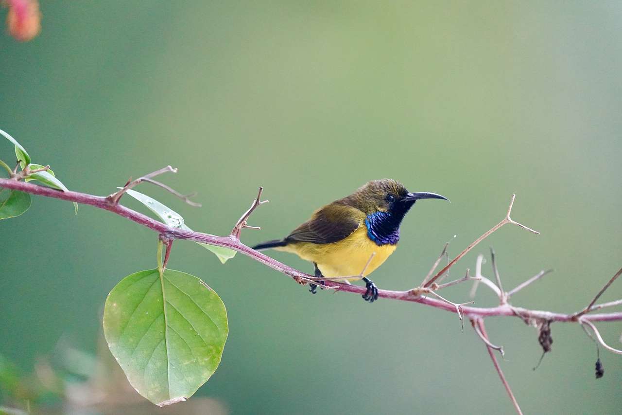 Sunbird με πλάτη ελιάς παζλ online από φωτογραφία
