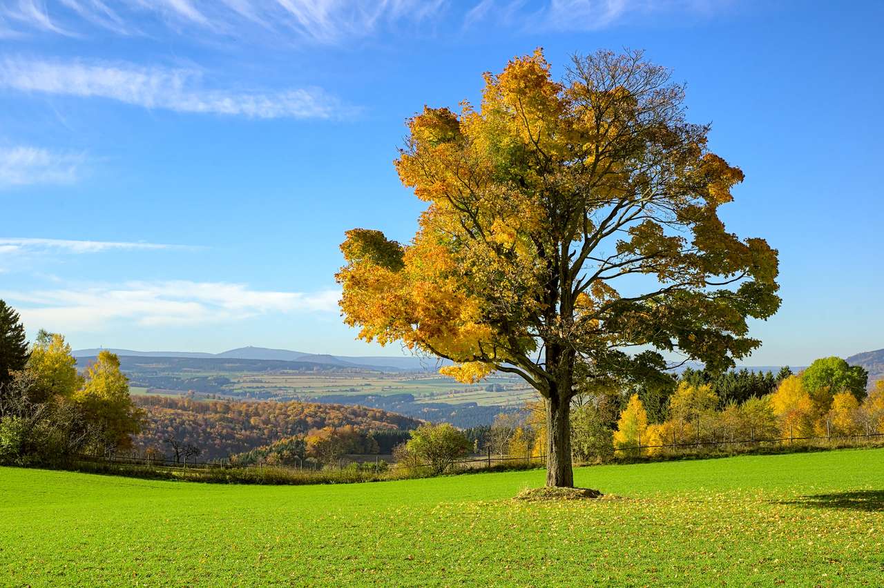 Única árvore de outono em um prado puzzle online