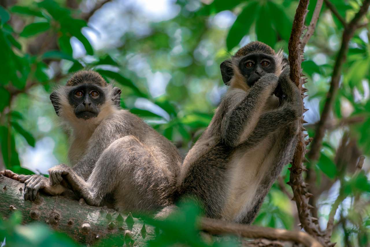 Monos Vervet verdes en el parque forestal de Bijilo, Gambia puzzle online a partir de foto
