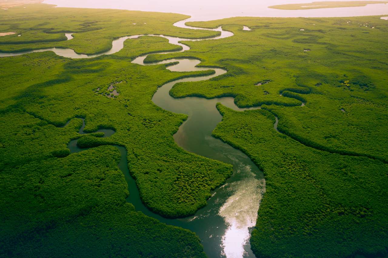 Гамбийски мангрови гори онлайн пъзел