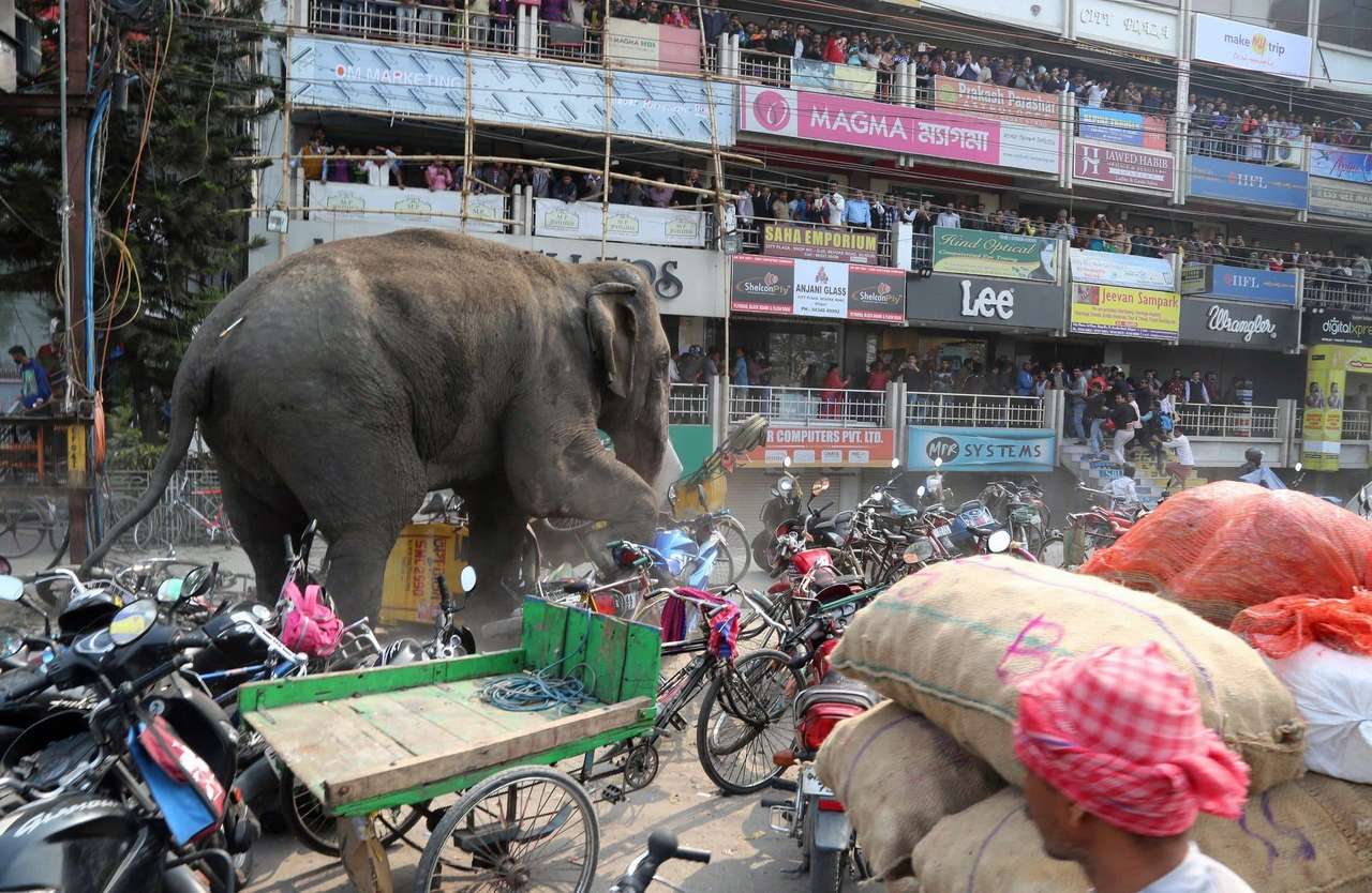 ελέφαντας online παζλ