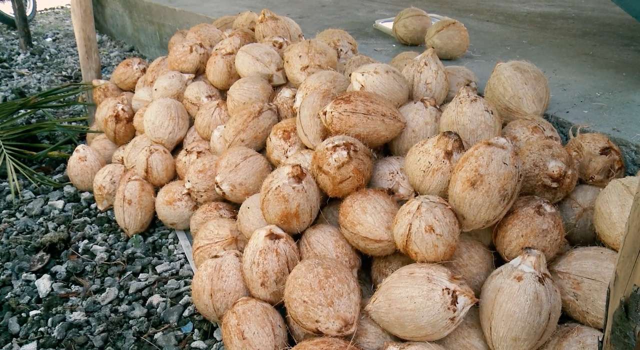 Mladé kokosové ořechy online puzzle