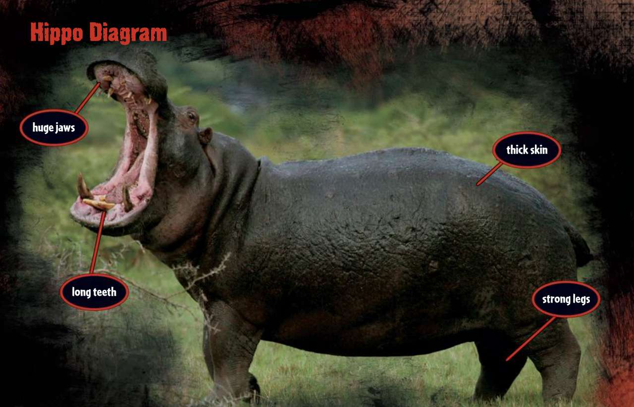 Diagrama de Hipopótamo puzzle online